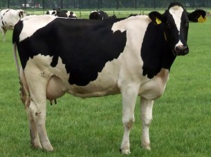 HF Cow For Sale..