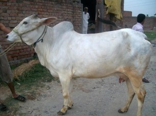 Healthy Haryana Cow for sale..