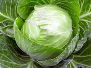 Hybrid Cabbage Seeds..
