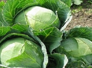 Vegetable Cabbage Seed..