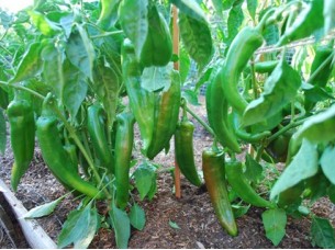 Hybrid Green Pepper Seeds..