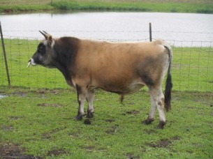 Jersey bull For Sale..