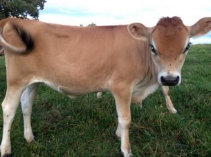 Quality Healthy Jersey Heifer For sale..