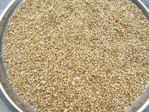 Best Quality Yellow Millet..