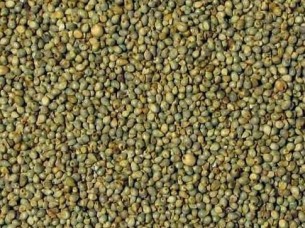 Green Millet From India..