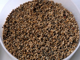 High Quality Yellow Millet..