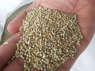 Millet for Bird Feed..