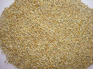 Fresh Millet for Cattle feed..