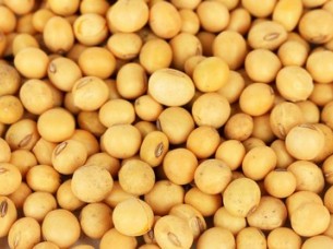 Yellow Soybeans for Sale..