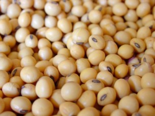 High Quality Grade A Soybeans..
