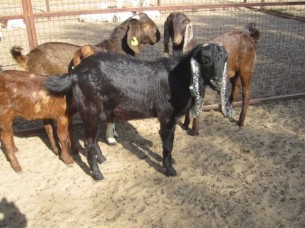 Sirohi Goats..