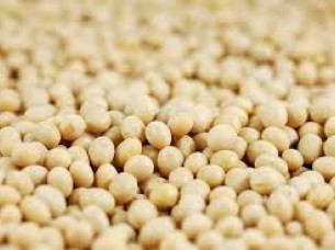 Soybean Best Quality..