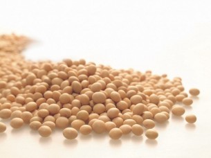 High Quality Soybeans..