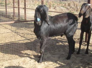 Damascus Goat in India..