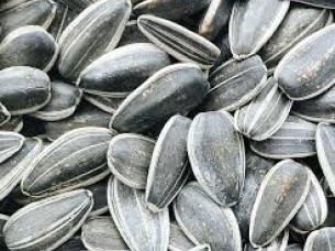 Sunflower Seed Best Quality Wholesale Supply..