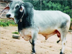 Tharparkar Bull For Sale..