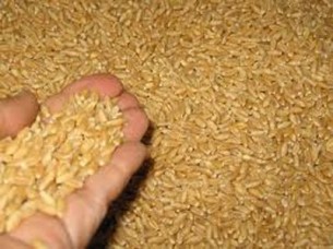Best Quality Wheat Grain..