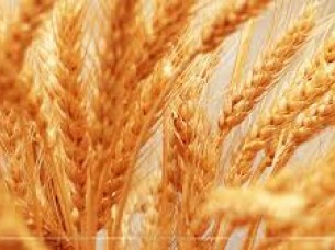 Wheat Grain..