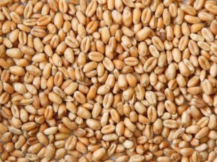 Indian Wheat..