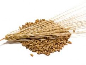 Wheat Grains..