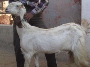 White Color Sojat Goats..