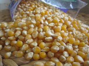 Animal Feed Yellow Corn..