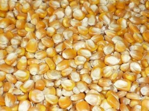 New Crop Yellow Maize..