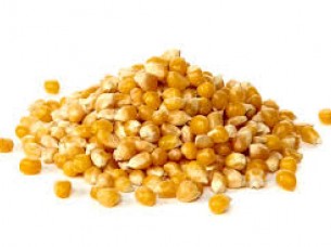 Yellow Maize..
