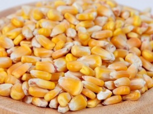 Quality Yellow Maize for Human Feed..