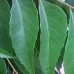 Fresh Curry Leaves5