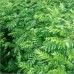 Fresh Curry Leaves Export Quality