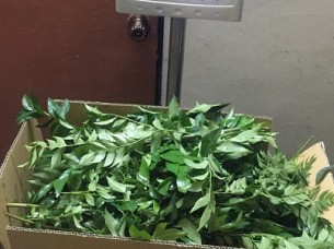 Fresh Curry Leaves..