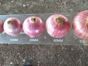 Onion..