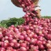 Fresh Red Big Onion For Sale