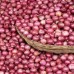 Fresh Red Onion Exporter To Sri Lanka