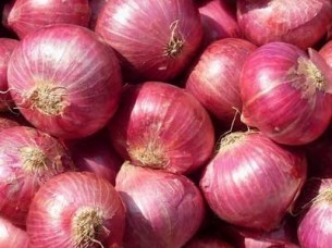 Fresh Red Big Onion For Export..