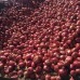 Fresh Red Onion Supplier At Wholesale Price