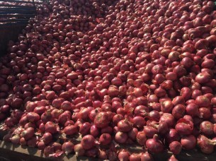 Best Grade Fresh Red Onion Exporter..