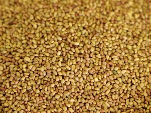 Raw Alfalfa Seeds for Export..