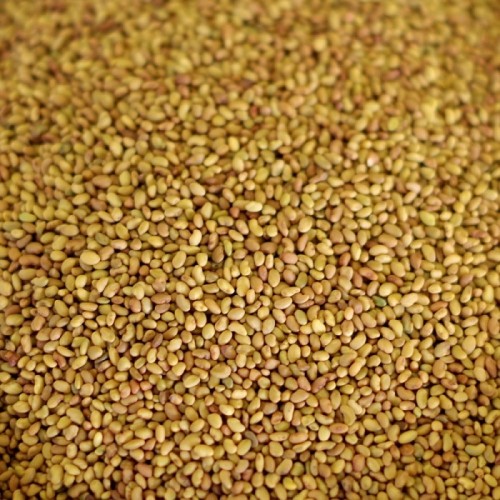Indian Alfalfa Seeds for Export, alfalfa, alfalfa seed, lucerne seed,  lucerne , alfalfa hay, lucerne hey, animal feed, by SHIVA EXIM, Gujarat,  India