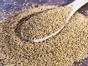 High Quality Alfalfa Seeds in India..