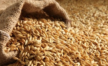 Barley Indian Origin