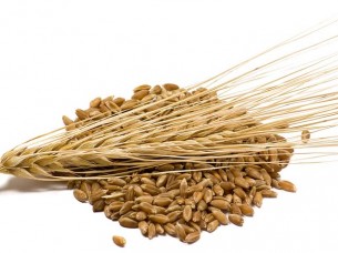 Quality Feed Barley