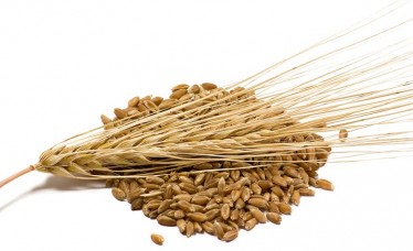 Quality Feed Barley