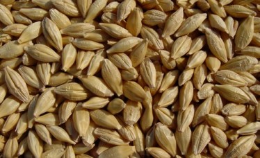 Protein Rich Barley Feed