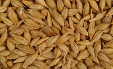 Barley Feed for Animals