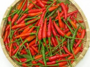 Export Quality Dried Red Chilli