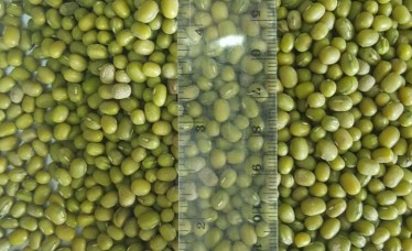 Green Mung Beans, Kidney Beans, Navy Beans