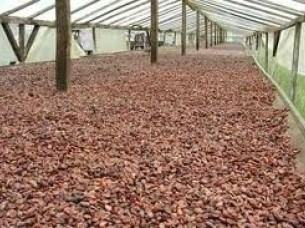 High grade dry Cocoa Beans