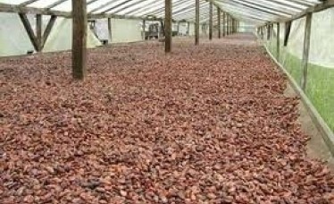 High grade dry Cocoa Beans